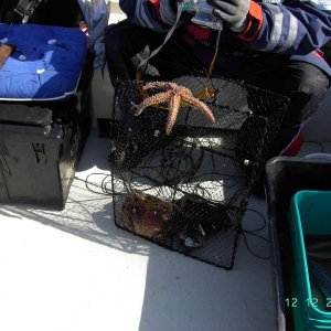 Krebskorb gut gefüllt