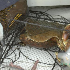 Rotzungen im Krebskorb