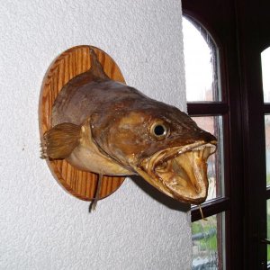 Beschreibung