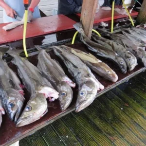 37august 2013 034 1 1