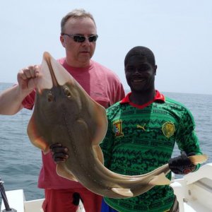 Guitarfish