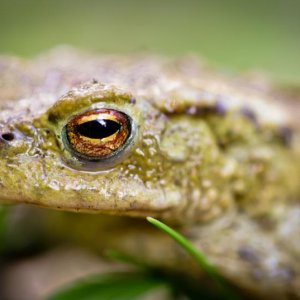 1504sieglinde senser Kröten002