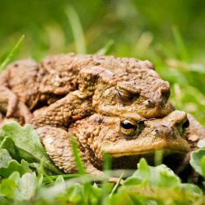 1504sieglinde senser Kröten001