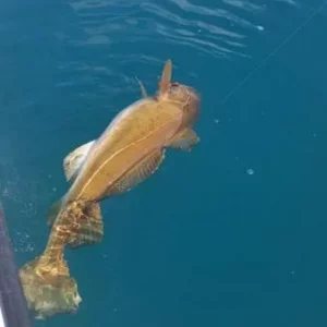 uploadfromtaptalk1438361060434