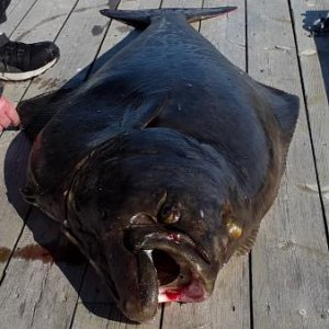 Der Butt von Rainer Korn 1,65m und 49kg