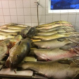 IMG 20160125 WA0010