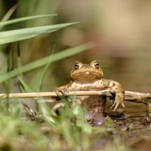 1604sieglinde senser 001