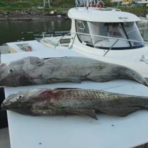 Der größte und der kleinste Dorsch des Tages