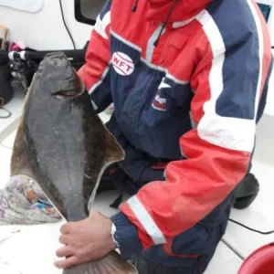 Knapp untermaßig: Akinos' Heilbutt.