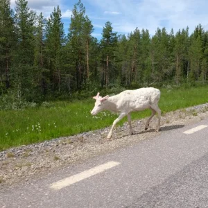Albino Rentier in Schweden