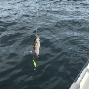 IMG_3367