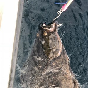 IMG-20180814-WA0014
