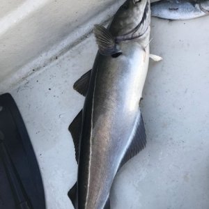 IMG-20180815-WA0023