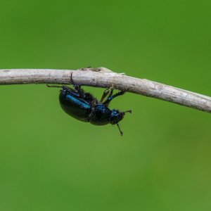 _DSC3445-Bearbeitet