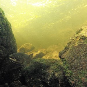 G0010034-2