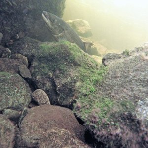 G0020201-2