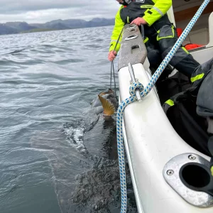 Medium 'Havøysund 2025' in der Kategorie 'Nordnorwegen'