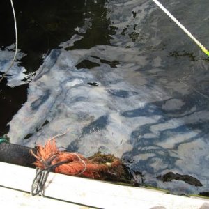Ölschicht an der Wasserentnahmestelle zum reinigen der Fische 4