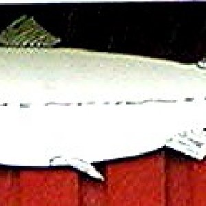 Lachs1