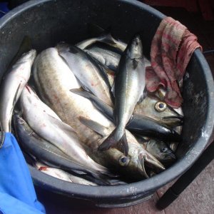 DSC03082 Immer genug zu speisen!!