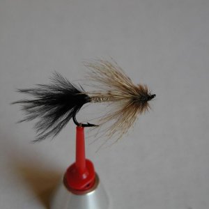 LachsMefo Wettbewerb 013