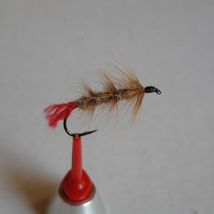 LachsMefo Wettbewerb 014