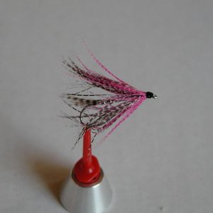 LachsMefo Wettbewerb 020