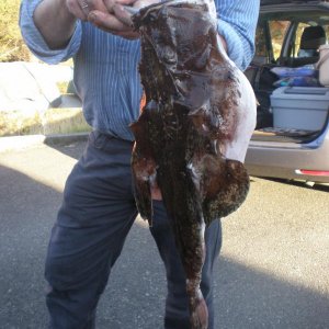 Ein seltenes Exemplar