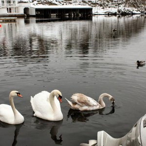 Flekkefjord 02.2009  CIMG1986 (39)