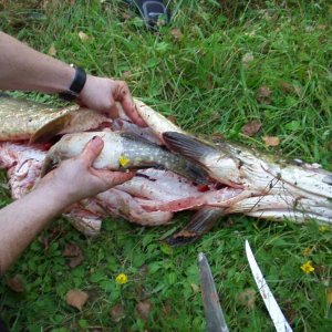 schweden mit marcel okt.02 024