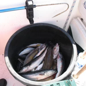 come2norway , Ferien in Flekkefjord / Norwegen 2009