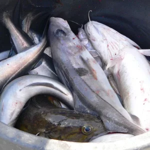 come2norway , Ferien in Flekkefjord / Norwegen 2009