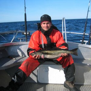 schöner Pollack 2008, Hitra