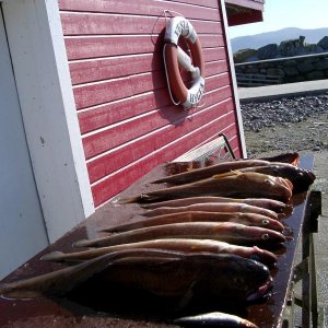Lumb, Leng und Dorsch beim Bootsangeln mit Naturköder.