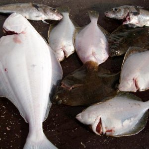 Heilbutt und Klieschen beim Uferangeln mit Naturköder.