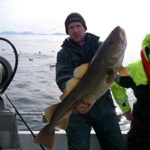 Schöner Torsk aus der Hustadvika.