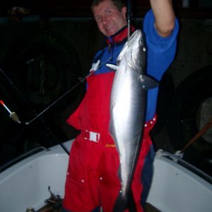 Seelachs mit Pose nahe der Fischfabrik in Moldestad.