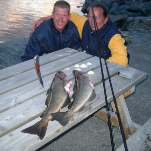 Zwei Pollacks beim nächtlichen Spinnfischen von der Mole in Kvalsvik.