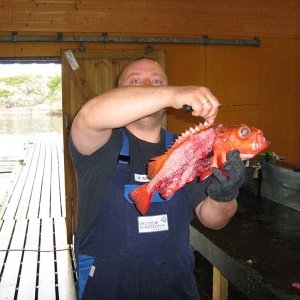Völlig frei von jeglichem Filet!

Bonefish höhöhö