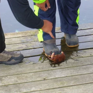 Kann man die Essen ???