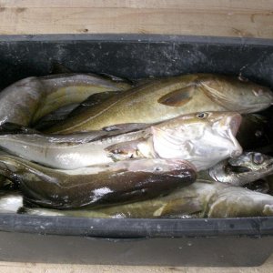 Die Kiste füllt sich langsam....