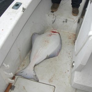 Da liegt er nun im Boot,Heilbutt 13 kg