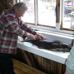 Kurz Einweisung von Ole,da wir noch nie einen Heilbutt filitiert hatten