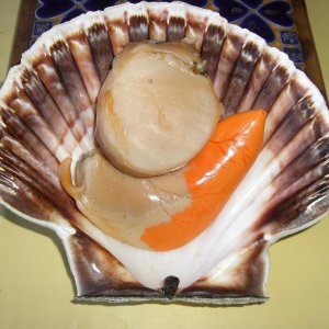 Frisch getauchte Jakobsmuscheln