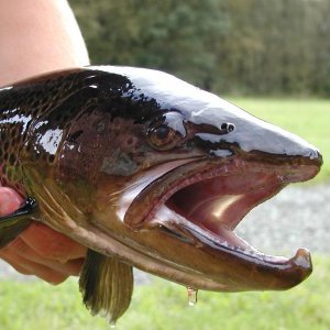 Kvinesdal Mefo 3,5kg