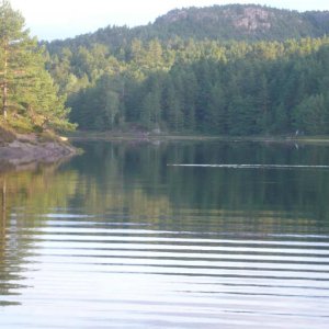 Ein Biber kreuzt das Fahrwasser.