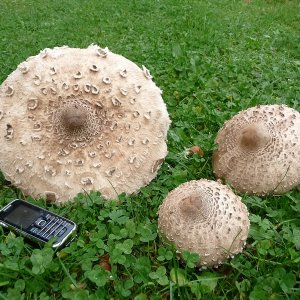 k parasol01