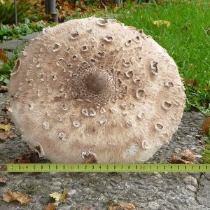 k parasol02