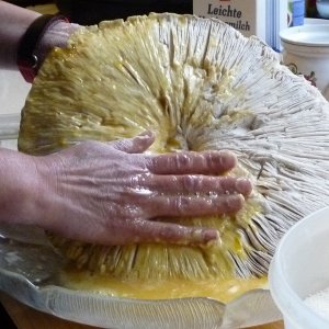 k parasol05