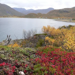 Sommaröy  Kvalöya Herbst 2009